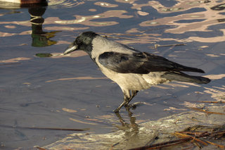 Просто ворона <br />Just a Crow