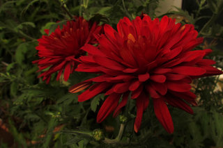 Хризантема <br />Chrysanthemum