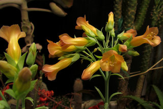 Каланхое трубчатоцветковое <br />Chandelier Plant