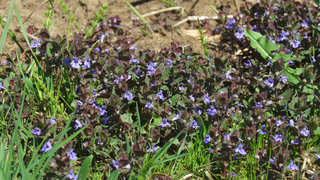 Будра плющевидная <br />Ground Ivy