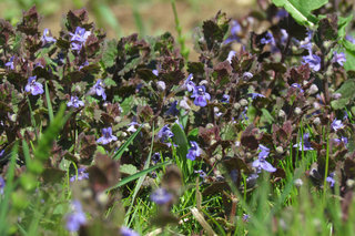 Будра плющевидная <br />Ground Ivy