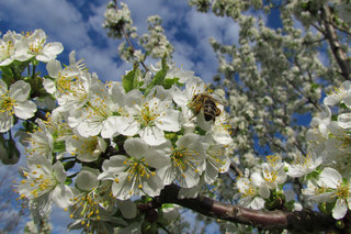 Звук цветущей черешни <br />The Sound Of Blooming Sweet Cherry