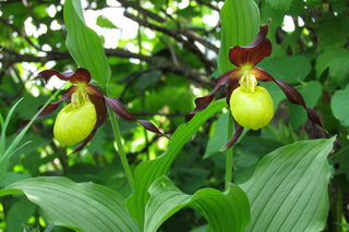 Отжужжала черешня — зацвели башмаки <br />Cherries Finished Buzzing — Now Slippers Are Blooming