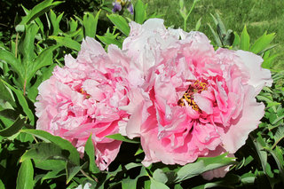 Древовидный пион <br />Tree Peony