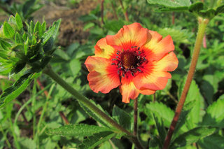 Лапчатка непальская <br />Nepal Cinquefoil