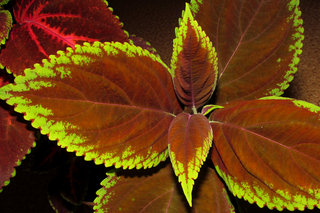 Колеус <br />Coleus