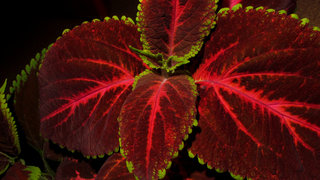 Колеус <br />Coleus