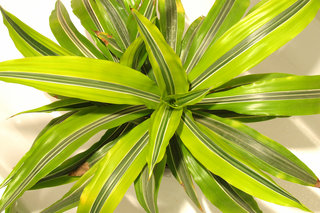 Драцена «Warneckii Lemon» <br />Dracaena “Warneckii Lemon”