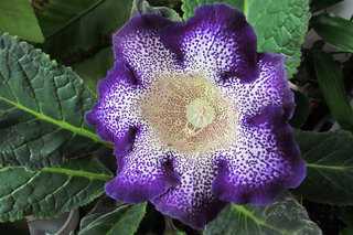 Глоксиния «Tigrinum Blue» <br />“Tigrinum Blue” Gloxinia