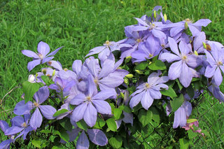 Клематис «Justa» <br />Clematis “Justa”