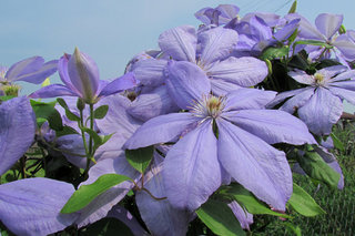 Клематис «Justa» <br />Clematis “Justa”