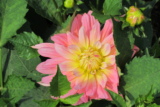 Георгины пошли <br />Dahlias Started Blooming