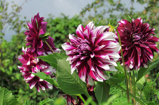 Георгины <br />Dahlias