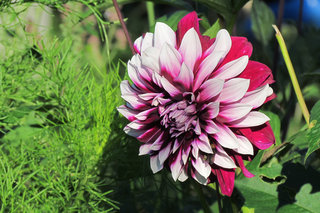 Георгина <br />Dahlia