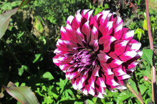 Георгина <br />Dahlia