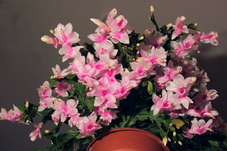 Время декабриста <br />Time For Christmas Cactus