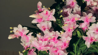 Время декабриста <br />Time For Christmas Cactus