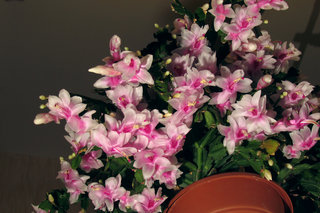 Время декабриста <br />Time For Christmas Cactus