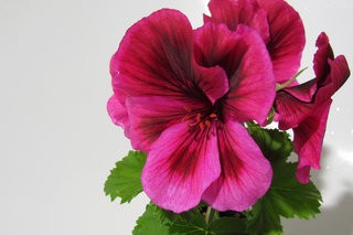 «Мини»-королевская :) <br />“Mini”-pelargonium :)