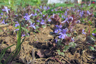 Будра плющевидная <br />Ground Ivy