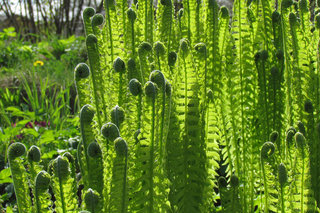 Весенний страусник <br />Spring Ostrich Fern