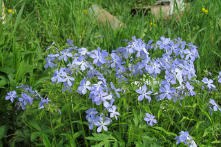 Растопыренный флокс <br />Wild Blue Phlox