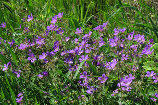 Придорожная герань <br />Roadside Cranesbill