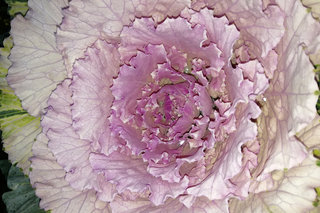 Капуста «Осака Пинк» <br />Cabbage “Osaka Pink”