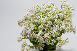 Цветущая толстянка <br />Blooming Crassula