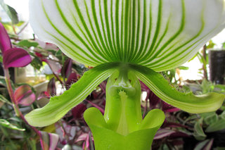 Пафиопедилюм Мауди <br />Paphiopedilum Maudiae